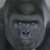 Profiilikuva käyttäjälle Harambe
